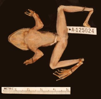 Media type: image;   Herpetology A-125024